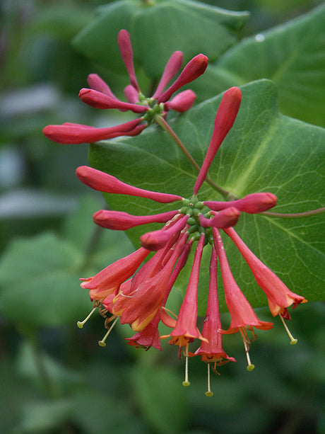 Eldkaprifol (Lonicera x brownii 'Dropmore Scarlet'), kaprifol-klätterväxt med orange till scharlakansröda blommor, lång sommarblomning, zon 4, perfekt för pergola och staket i svenska trädgårdar