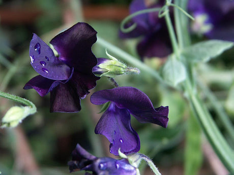 Mörkblå luktärt (Lathyrus odoratus) – doftande trädgårdsväxt; exempel på binomial nomenklatur där släktnamn och artepitet i det vetenskapliga namnet illustrerar artepitetens betydelse i botaniken.