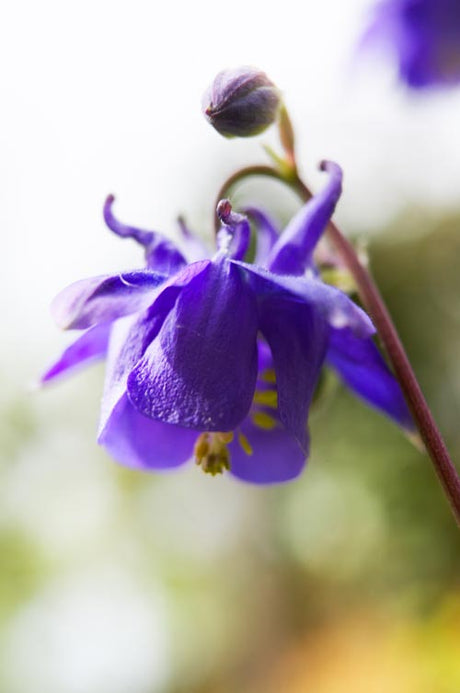 Akleja (Aquilegia vulgaris) i Mästarrabatten – en Linné-växt med koppling till Carl von Linné, Flora Suecica och Linnés Herbarium vid Uppsala botaniska trädgård