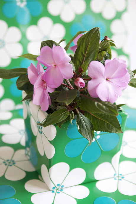 Lyckliga Lotta (Impatiens hawkeri) i kruka med blanka, smala blad och färgstarka blommor – skötsel för vår och sommar: ljust läge, jämn vattning, svag gödsling; inomhus och skyddat utomhus.