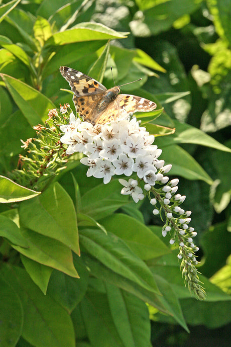 Vitlysing (Lysimachia clethroides) – vit perenn med eleganta, böjda axblommor; lång blomning juni–september, pollinatörsvänlig, trivs i fuktig väldränerad jord i sol/halvskugga i svenska trädgårdar.