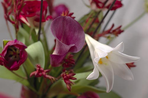 Magisk, mystisk inredning med starka kontraster: hängande och stående mörkbladiga och ljusbladiga växter – rexbegonia, cyclamen, fredskalla, kornettblomma – samt tulpan, ros och ranunkel i vaser och krukor med guld och silver för lyxigt överflöd.