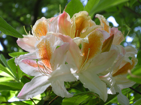 Azalea Rhododendron 'Magnifica' i full blom i Azaleadalen, Slottsskogen, Göteborg – färgsprakande försommarsblomning bland azaleor och rhododendron nära Botaniska trädgården.
