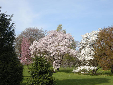 Magnolia och körsbärsträd i botanisk trädgård – blödande träd; beskärning under JAS-perioden (juli–september) minskar savflöde och främjar snabb läkning.