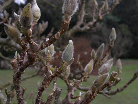 Magnolia i blom i trädgård – prydnadsbuske; beskärning av prydnadsbuskar: magnolia beskärs under JAS-perioden, inte på vårvintern, för rikare blomning.
