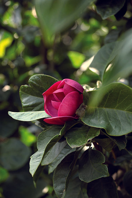 Magnolia 'Black Tulip' – mörkt purpurröda, nästan svarta tulpanformade blommor; BoGrönts nyhet för trädgården, smalt upprätt växtsätt, härdig zon 2–3, soligt läge i väldränerad jord