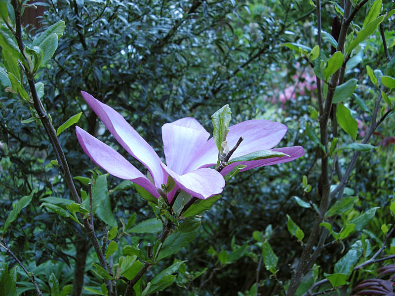 Flickmagnolia ’Susan’ – lilarosa magnoliablommor på bar kvist i soligt, vindskyddat läge; planteras i surjord/rhododendronjord i upphöjd rabatt med dränering, härdig i zon 3 och skyddas mot senfrost.