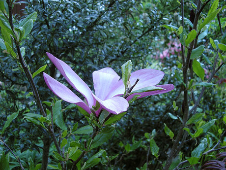 Flickmagnolia ’Susan’ – lilarosa magnoliablommor på bar kvist i soligt, vindskyddat läge; planteras i surjord/rhododendronjord i upphöjd rabatt med dränering, härdig i zon 3 och skyddas mot senfrost.