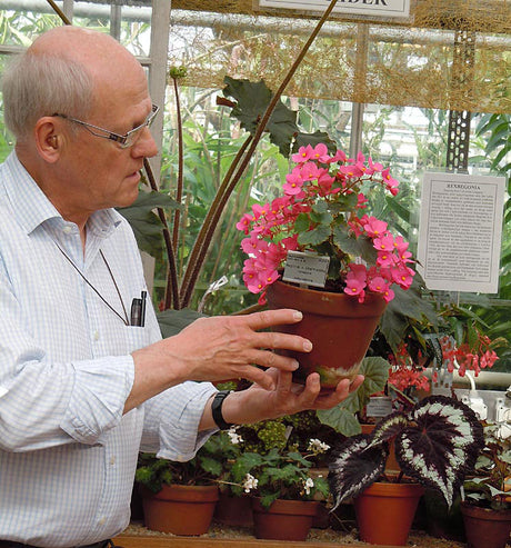 Julbegonia (Begonia x cheimantha) – blommande prydnadsväxt inomhus i vinterfönster; växtkrav och skötsel: ljust utan direkt sol, 18–24°C, hög luftfuktighet, jämnt fuktig väldränerad jord.
