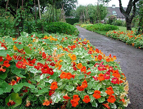 Färgsprakande krasse som målarpalett längs grusgång i Sofieros historiska köksträdgård – ätliga blommor, viktoriansk odlingskonst och hållbar odling i Skåne.