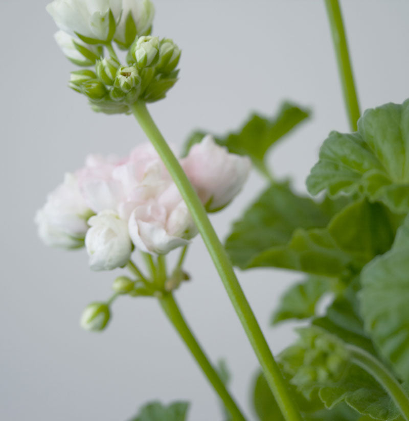 Mårbacka Tulpanpelargon i kruka – romantiskt rosa Mårbackapelargon med klotformade blomklasar och tulpanlika, halvt slutna kronor; riklig blomning i sol och värme på fönsterbräda, altan eller i trädgård.