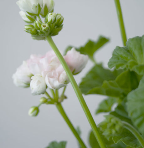 Mårbacka Tulpanpelargon i kruka – romantiskt rosa Mårbackapelargon med klotformade blomklasar och tulpanlika, halvt slutna kronor; riklig blomning i sol och värme på fönsterbräda, altan eller i trädgård.