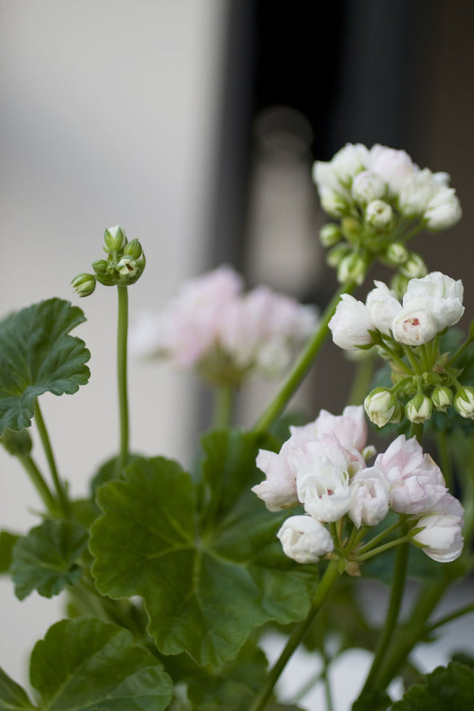 Mårbacka Tulpan – tulpanblommande pelargon med ljusrosa, tulpanlika blommor i täta klasar, mellangröna blad utan zon och kompakt växtsätt; idealisk pelargon för fönsterbräda och solig sommarplantering utomhus.