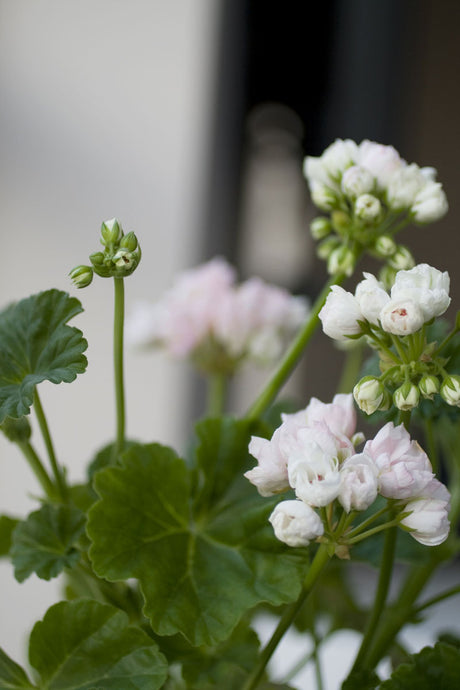 Mårbacka Tulpan – tulpanblommande pelargon med ljusrosa, tulpanlika blommor i täta klasar, mellangröna blad utan zon och kompakt växtsätt; idealisk pelargon för fönsterbräda och solig sommarplantering utomhus.