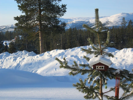 Marie i Malmberget under vårvintern – vårsol över 75 cm snötäcke och snötäckt trädgård; trädgårdsliv med perennodling och stratifiering i snö i norra Sverige, zon 7–8.