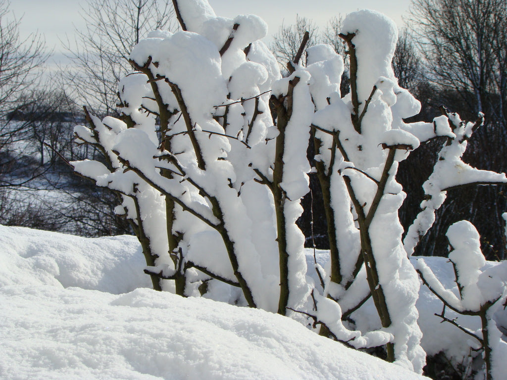 Vårrapport från svenska odlingszoner: Mars i zon 1–5 – från djup snö i Piteå till snödroppar i söder. Rensa rabatter, beskära äppelträd, tomatsådd, pelargoner och sticklingar samt tidig snigelbekämpning.