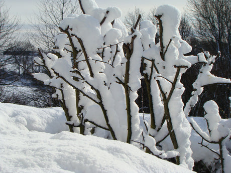 Vårrapport från svenska odlingszoner: Mars i zon 1–5 – från djup snö i Piteå till snödroppar i söder. Rensa rabatter, beskära äppelträd, tomatsådd, pelargoner och sticklingar samt tidig snigelbekämpning.