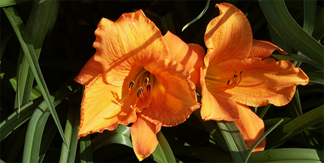 Daglilja (Hemerocallis) 'Mauna Loa' – orangegul solnedgångsblomma. Årets perenn 2013; lättodlad, härdig och långblommande perenn för svenska trädgårdar.