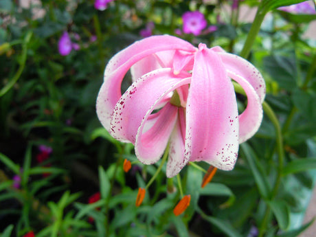Mekonglilja (Lilium lankongense) – härdig lilja för kallt klimat och höga växtzoner i Norrland och övriga Sverige; odlas i väldränerad, mullrik jord på solig, vindskyddad plats.