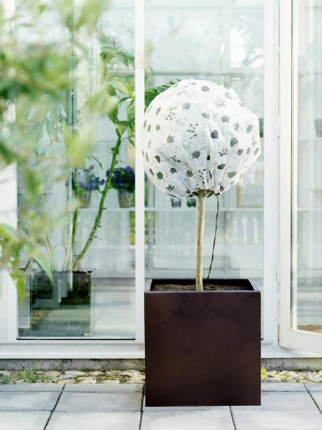 Vinterskyddsväv och juteväv som solskydd för vintergröna växter i vårvintern; wigwam av bambukäppar ger luftcirkulation – skyddar buxbom, rododendron, tuja och ädelgran mot frystorka.