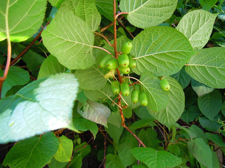 Minikiwi som mognar på spaljé – vinterhärdig klätterväxt (Actinidia arguta/kolomikta) med små, söta frukter; odling, han- och honplanta/pollinering samt beskärning i hemträdgård.