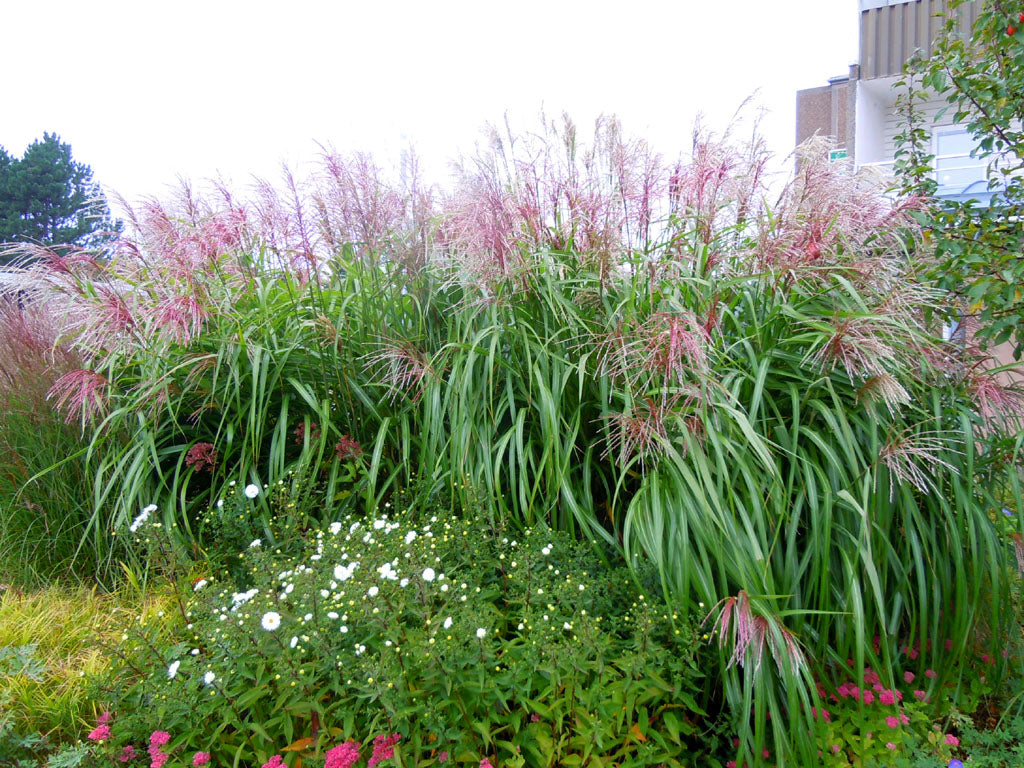 Prydnadsgräs i trädgården – Miscanthus sinensis 'Malepartus' (japangräs) med silvrigt röda höstvippor som solitär i perennrabatt; lättskött och tåligt.