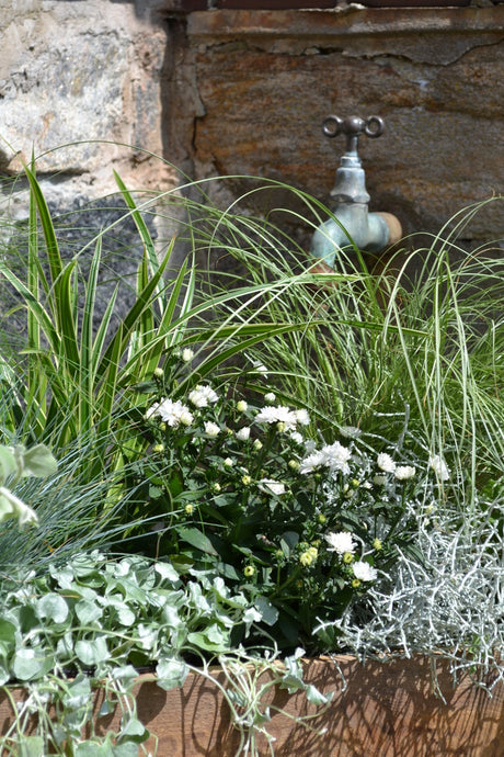 Mix av prydnadsgräs och sommarblommor i rabatt – blåsvingel (Festuca glauca), kopparstarr (Carex buchananii), glansmiskantus (Miscanthus sinensis) och pärlhirs ger höjd, struktur och färg i trädgårdens plantering