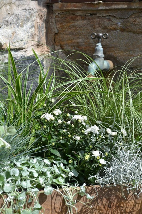 Mix av prydnadsgräs och sommarblommor – sommaraster (Callistephus chinensis) i augusti; färgrik bukett/plantering i kruka och rabatt som ger struktur, rörelse och höstfägring i trädgård eller på balkong.