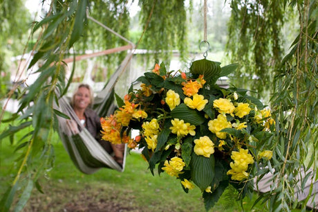 Mixampel med hängbegonia (Begonia x tuberhybrida) och stor tagetes (Tagetes erecta) – sommarblommor för krukor, amplar och rabatter med riklig blomning i halvskugga och sol.