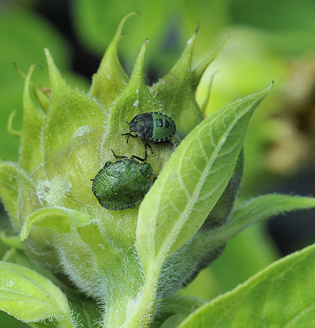 Bärfis-hona med nymfer på solros – bärfisar (Pentatomidae, Heteroptera) med föräldraomsorg; nymfer i livscykel, nyttodjur eller skadedjur i trädgården med illaluktande försvar.