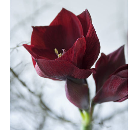 Mörkröd amaryllis i närbild – storblommig julblomma med blomprakt; inspiration för kruka eller snitt till advent och jul.