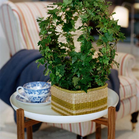 Murgröna (Hedera helix) hängande inomhus – lättskött luftrenare som reducerar formaldehyd och förbättrar inomhusmiljön; elegant växt för modern inredning.