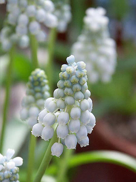 Vita pärlhyacinter (Muscari album) – smålökar som ger vårkänsla när du fasar ut julen; vacker inomhusdekoration i januari tillsammans med krokus, primula och andra vårblommor.
