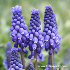Pärlhyacint (Muscari armeniacum) i blom – blå vårblommande smålök; höstlökar och lökplantering med rätt planteringsdjup i väldränerad jord samt benmjöl/lökväxtgödsel för tidig vårblomning i gräsmatta och rabatt.