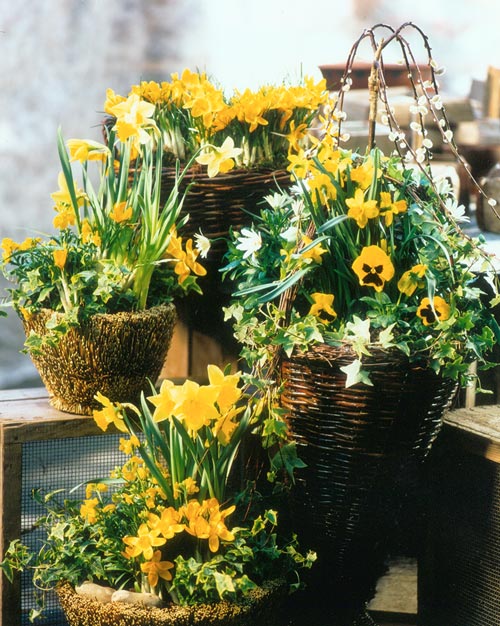 Vårblommor och påskblommor i hemmet: påsklilja, tulpaner, gerbera, hortensia, orkidé (Phalaenopsis), primula, begonia och våreld som krukväxter och snittblommor.