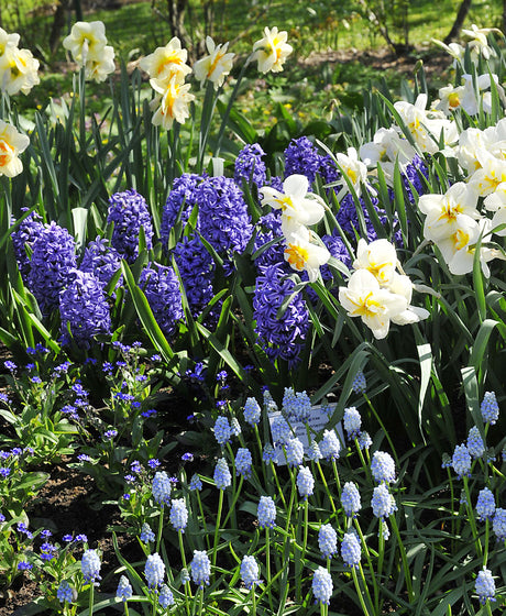 Hyacinter (Hyacinthus orientalis) i vårrabatten med påskliljor, pingstliljor och pärlhyacinter – doftande vårblommande lökar i mullrik, väldränerad jord.