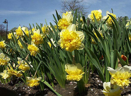 Påskliljor (Narcissus) i duet som blommar i Luleå, Norrbotten - vår i trädgården med perenner, tecken på klimatförändringar, mildare vintrar, barmark och nya växtzoner