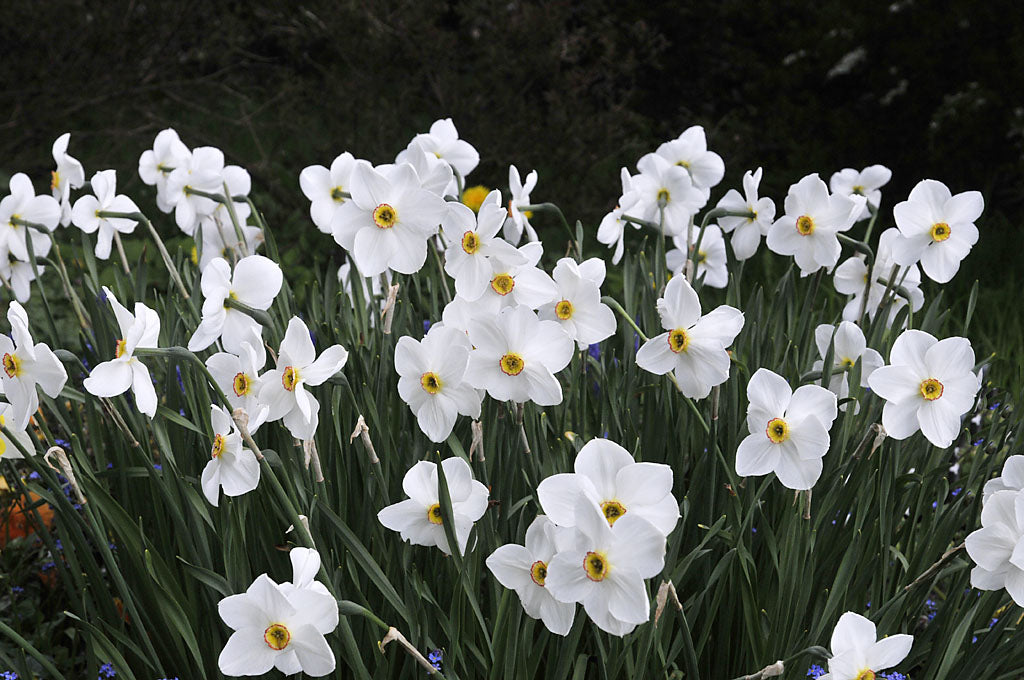 Poetnarciss (pingstlilja) Narcissus poeticus 'Actaea' – doftande vårblommande narcisser; rådjurssäker lökväxt för trädgård, balkong, rabatt, kruka och förvildning i sol/halvskugga.