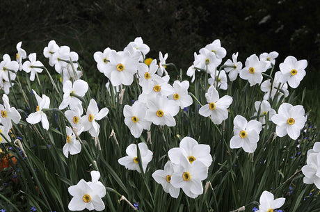Poetnarciss (pingstlilja) Narcissus poeticus 'Actaea' – doftande vårblommande narcisser; rådjurssäker lökväxt för trädgård, balkong, rabatt, kruka och förvildning i sol/halvskugga.