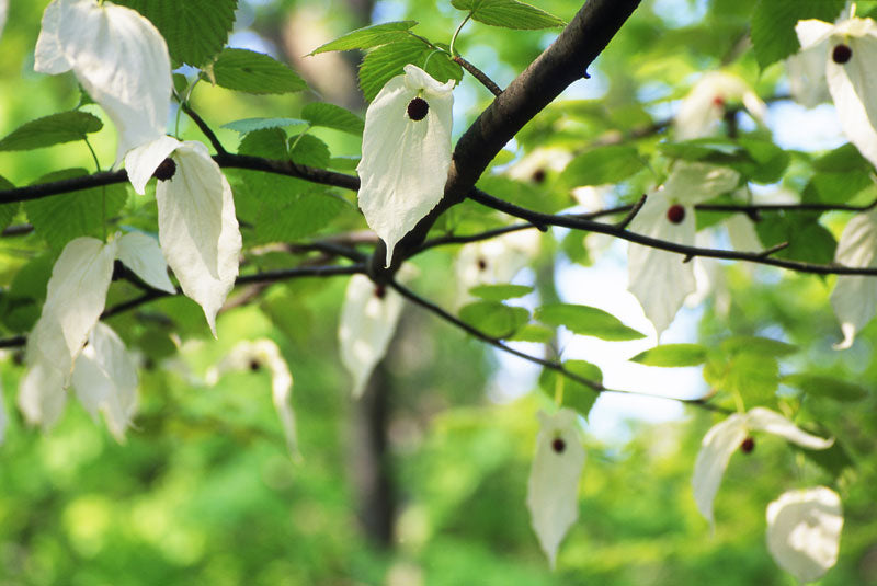 Näsduksträdet (Davidia involucrata) blommar i Göteborgs botaniska trädgård med vita näsdukar – sällsynt kinesiskt prydnadsträd, även kallat duvträd/spökträd.