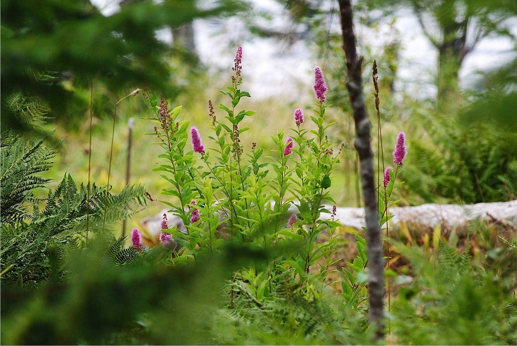 Naturträdgård under inventering – tomtkarta med höjdkurvor, siktlinjer och rörelsevägar; topografiska skiktet med hällar, stora stenar, vattendrag och gamla träd som prioriteras vid varsam gallring.