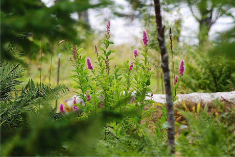 Naturträdgård under inventering – tomtkarta med höjdkurvor, siktlinjer och rörelsevägar; topografiska skiktet med hällar, stora stenar, vattendrag och gamla träd som prioriteras vid varsam gallring.