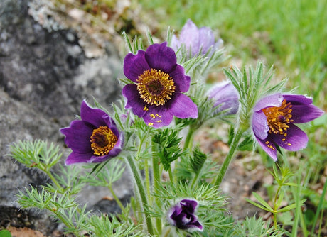 Backsippa (Pulsatilla vulgaris) på torrmark i naturträdgården – naturtyp torrt och näringsfattigt; naturlik komposition som gynnar vilda växter och pollinerare.