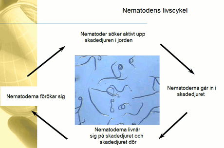 Illustration av nematodens livscykel – Steinernema feltiae – effektiv biologisk bekämpning mot larver av sorgmyggor och vattenflugor i krukväxters blomjord.