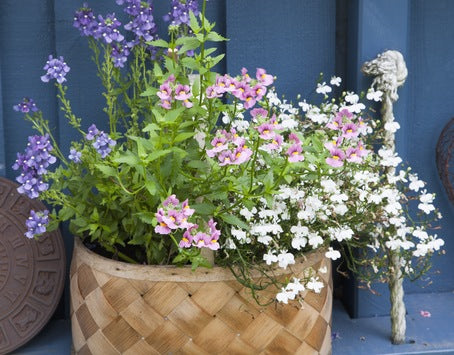 Färgrik Nemesia i korg – ettåriga sommarblommor för kruka, rabatt och balkonglåda; blommar maj–september i soligt läge med riklig, långvarig blomning.
