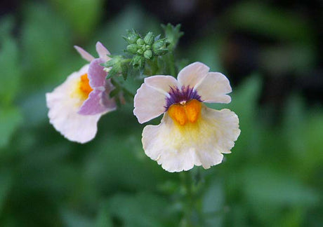 Nemesia Sunsatia Mango – sommarblomma som blommar längre med deadheading; ansa vissna blommor för rikligare blomning i kruka och rabatt