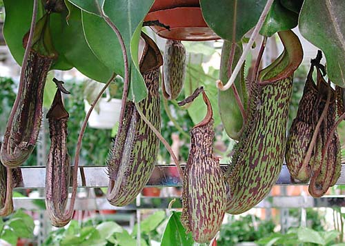 Kannranka Nepenthes 'Gentle' – köttätande pitcher plant och klätterväxt med mjuka, dekorativa kannor; populär hybrid för inomhusodling i hög luftfuktighet.