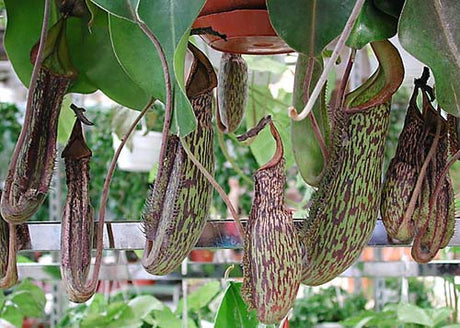 Kannranka Nepenthes 'Gentle' – köttätande pitcher plant och klätterväxt med mjuka, dekorativa kannor; populär hybrid för inomhusodling i hög luftfuktighet.