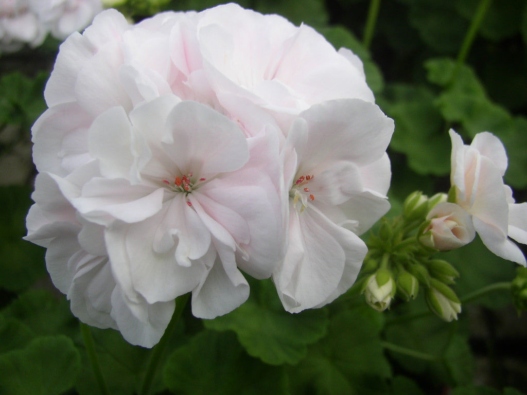 Zonalpelargon 'Nicolaj' – Mårbackaliknande, dubbelt blommande pelargon med vita rosenknoppar och rosa schatteringar; pelargonsticklingar, skötsel och odling hos Odla.nu.