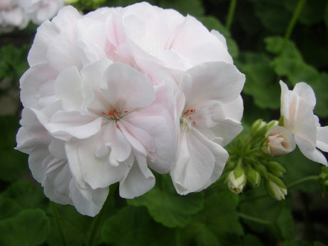 Zonalpelargon 'Nicolaj' – Mårbackaliknande, dubbelt blommande pelargon med vita rosenknoppar och rosa schatteringar; pelargonsticklingar, skötsel och odling hos Odla.nu.